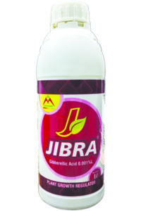 Jibra