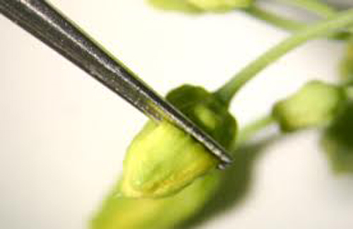 Processing and Packaging